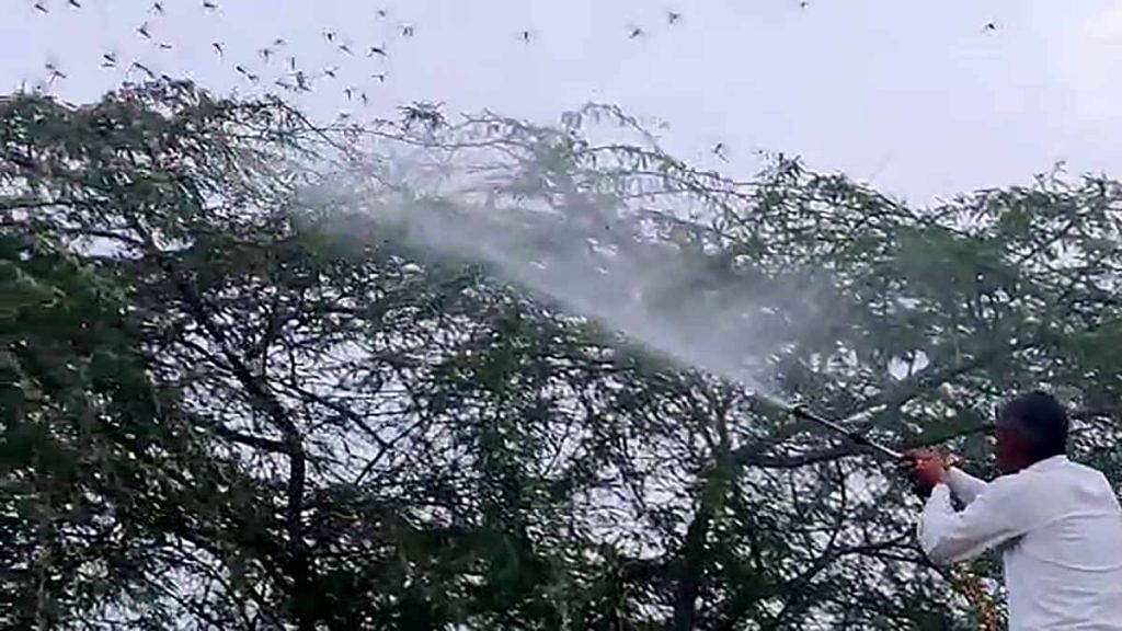Insecticide used against locusts in Jaipur earlier this week | Representational image | ANI