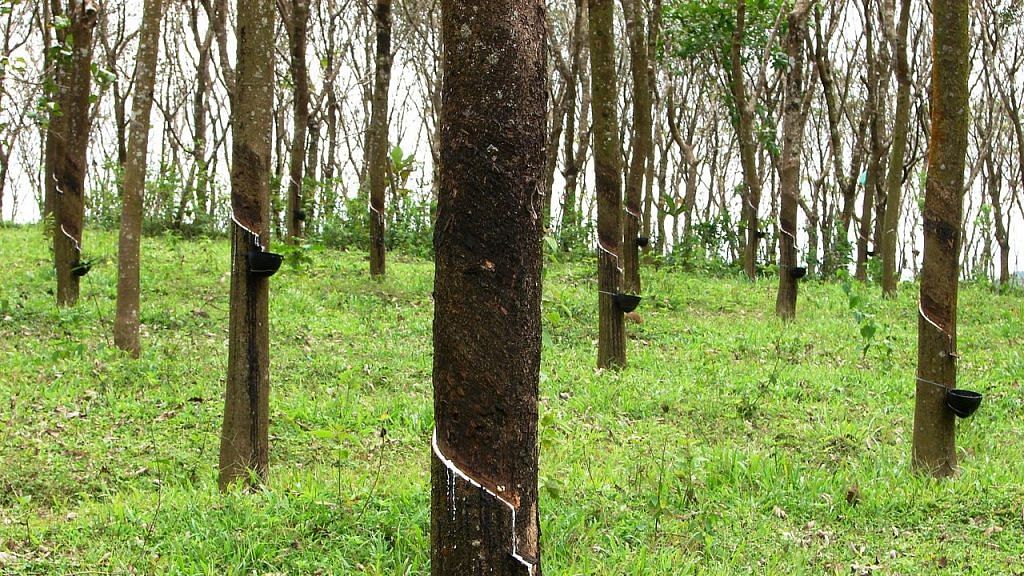 A rubber plantation in Kerala | Wikimedia commons