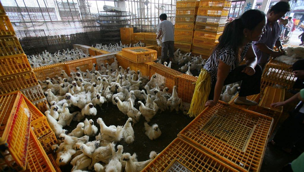 Vendors sell chickens at a poultry wholesale market in Shanghai, China in 17 August 2006. | Bloomberg /Getty Images