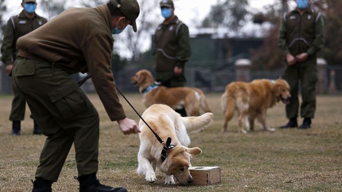 A police officer and trainer works with a dog sniffing a box with a sample at Carabineros de Chile Dog Training School in the Parque Metropolitano | Bloomberg