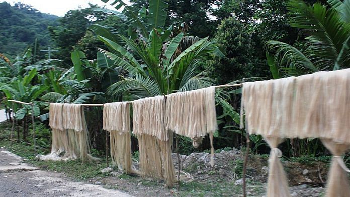 Abaca fiber in Camarines Sur, Phillippines