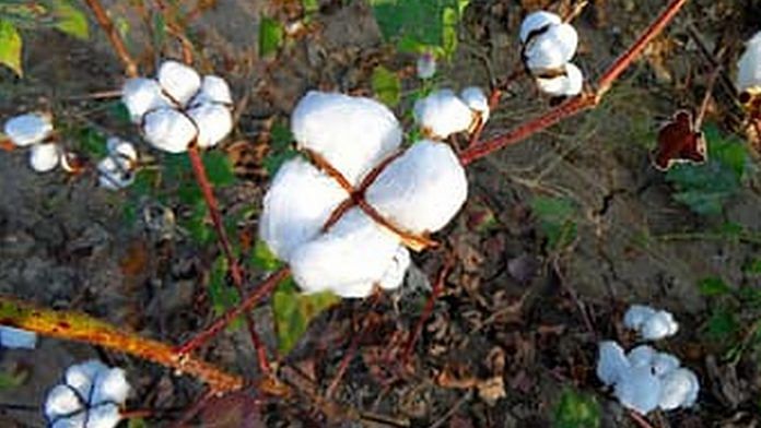 Representational image for cotton crop | Photo: Pikist