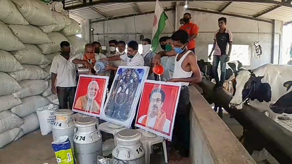 Dairy farmers and Swabhimani Shetkari Sanghtana workers pour milk on portraits of PM Narendra Modi and Maharashtra CM Uddhav Thackeray as a sign of protest | Photo: PTI