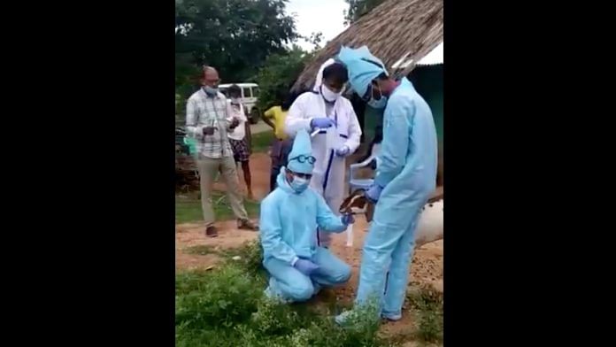 Officials collect samples from goats in Tumakuru’s Godakere, Karnataka | Video screen grab