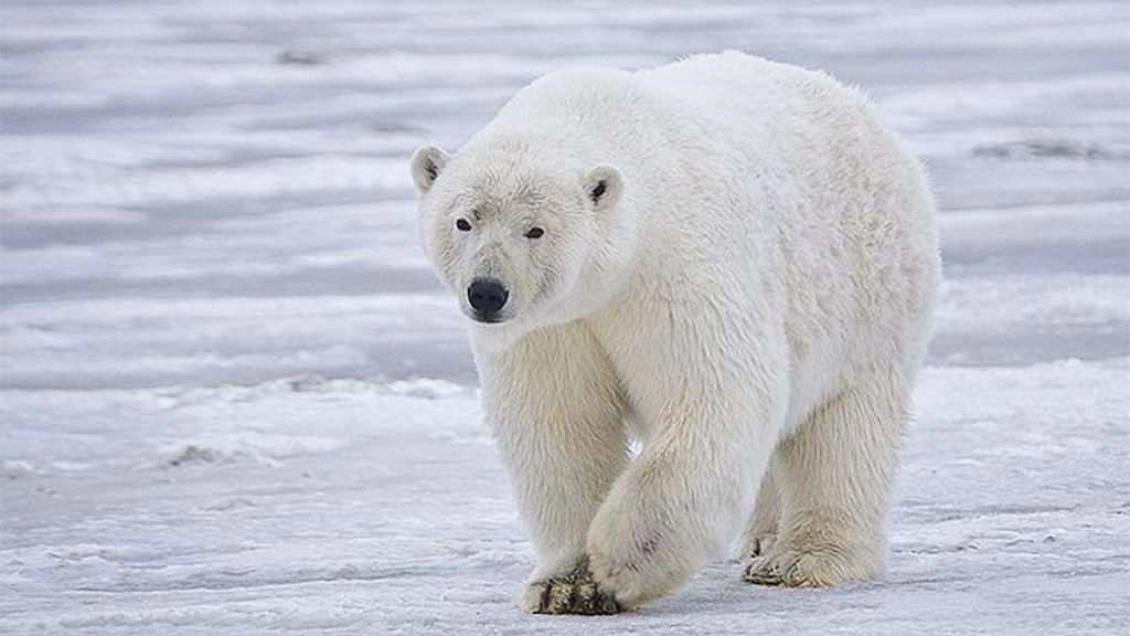 File photo of a polar bear | Wikimedia Commons