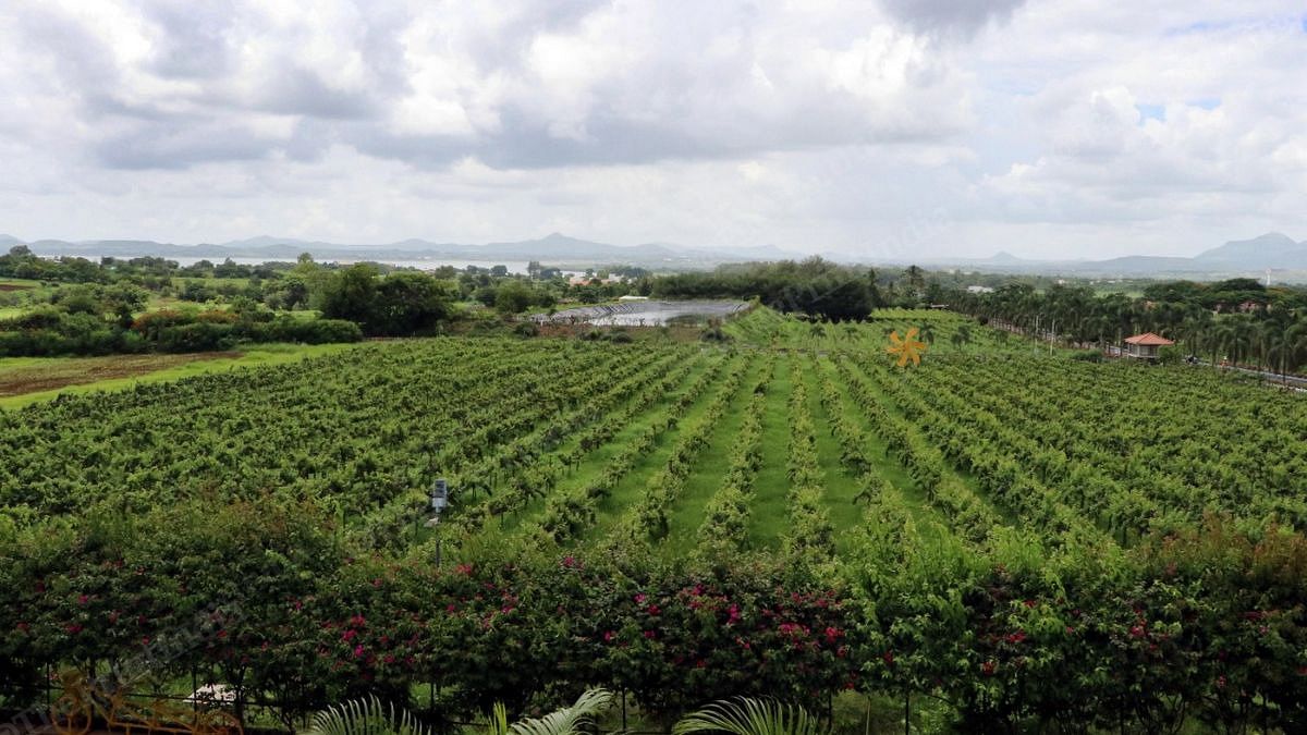 A vineyard in Nashik that grows grapes | Photo: Vasant Prabhu | ThePrint