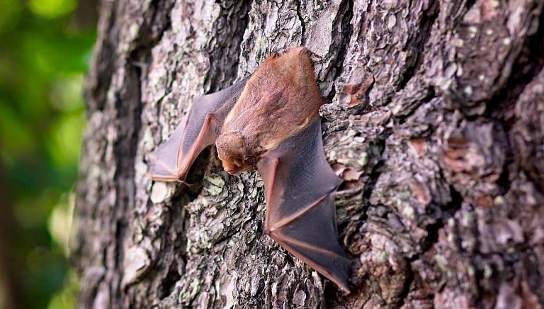 New coronavirus seems to have circulated in bats for decades, study finds