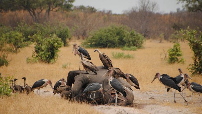 Representational image| Marabous and vultures over a dead elephant in Savuti, Botswana | Wikimedia Commons