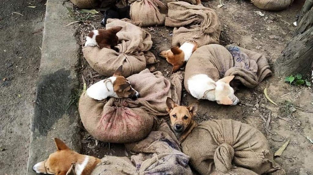 The viral picture of dogs tied in gunny bags shared on Twitter