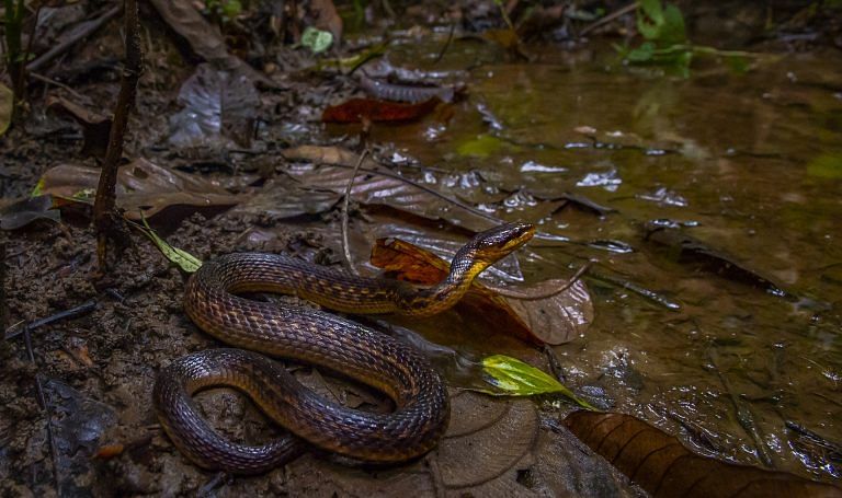 Assam snake ‘rediscovered’ 129 years after its last sighting by a British tea planter
