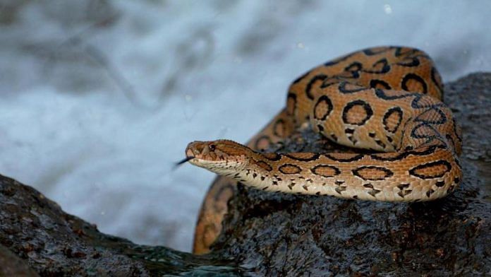Russell’s viper, a venomous snake responsible for half the deaths due to snakebites in India