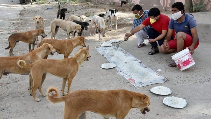 Representational image. Volunteers feed stray dogs during the lockdown, in Bikaner. | Photo: ANI