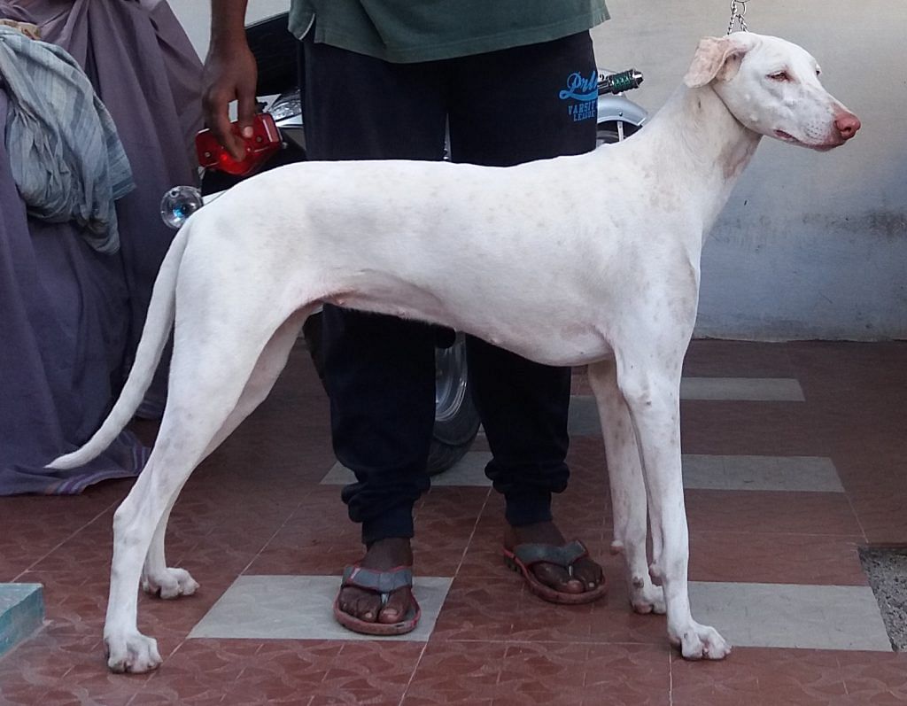 banjara hound is a mixed breed