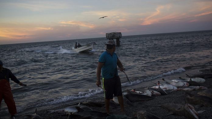 Fisherman clean caught sharks (Representational Image) | Photographer: Federico Vespignani | Bloomberg