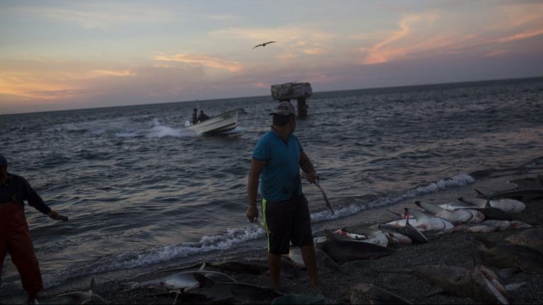 US and China have a new friction point – Chinese shark-fishing off Ecuador’s coast