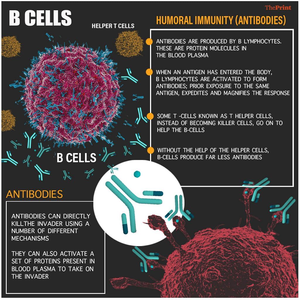 T Cells, B Cells And The Range Of The Human Body's Immune Response — A ...