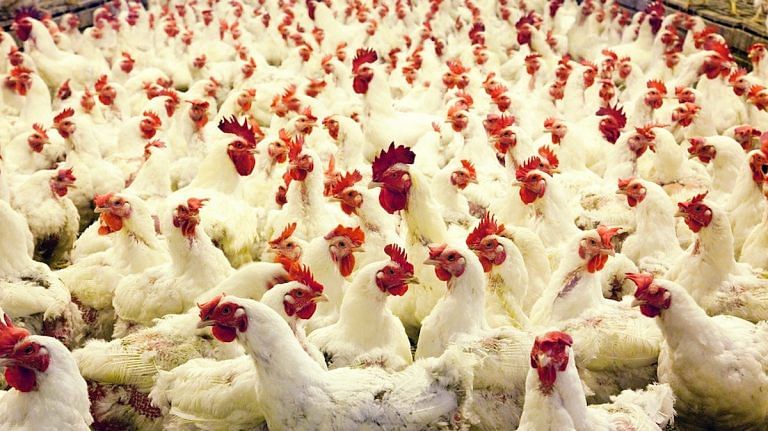 Why we eat meat without guilt, but hate seeing animal slaughter