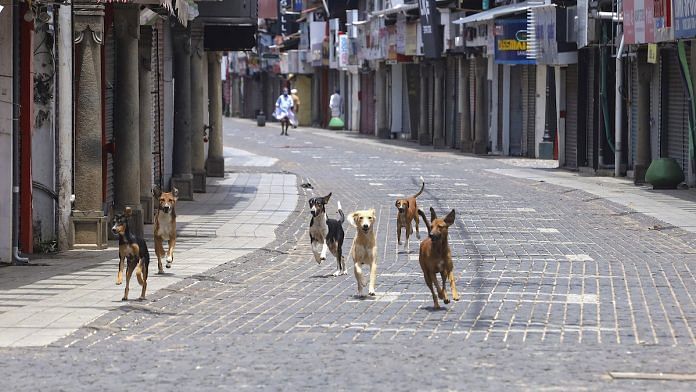 Dogs run on a street in Kozhikode | PTI