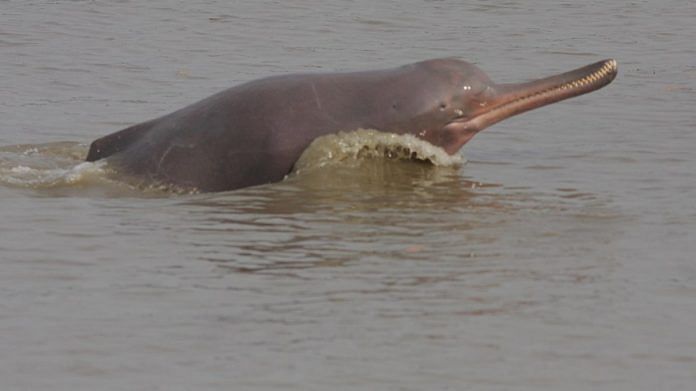 A Ganges river dolphin leaping out of water | Commons