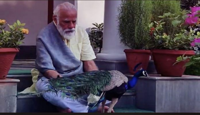 Prime Minister Narendra Modi feeding the peacocks | Twitter: @narendramodi