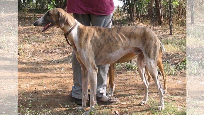 A Mudhol hound | Credits: Wikimedia Commons