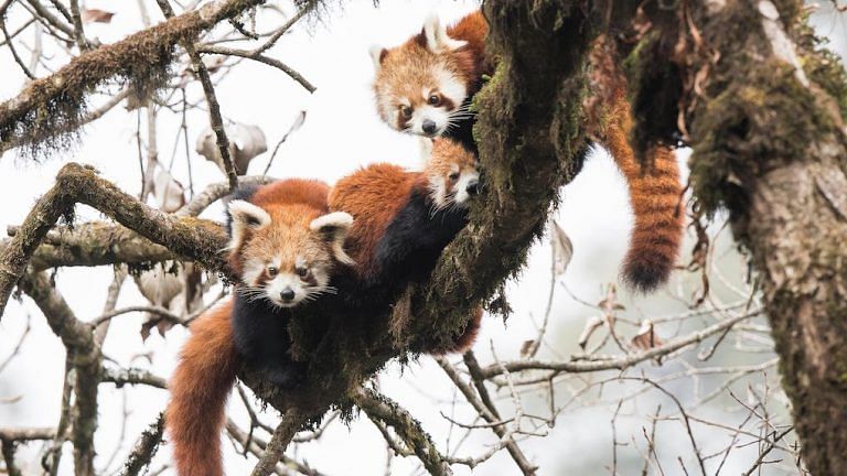 Red pandas in India are being trafficked into extinction. And laws stand in the way
