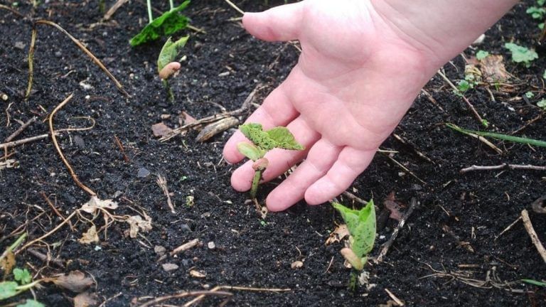 Unlocking the potential of soil can help farmers beat climate change