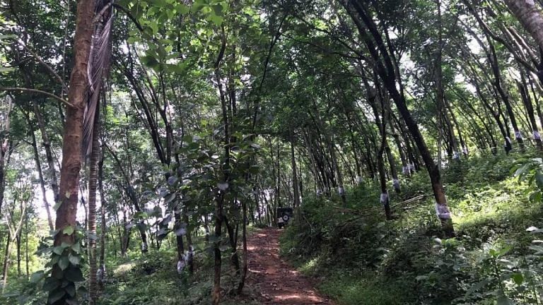 Lack of demand, low import duty, price crash — Kerala’s rubber trouble stretches on