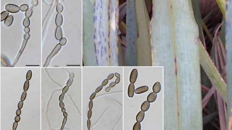 Two new fungus species in Netherlands and US named after Covid-19 pandemic