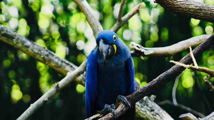 Blue Macaw | Pexels