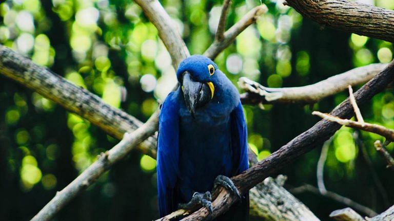 Not just the Amazon rain forest, other one-of-a-kind ecosystems are burning down too