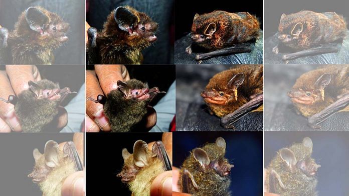 Portraits of some new bat records for the western Himalayan region from the survey.. | Photo: Rohit Chakravarty
