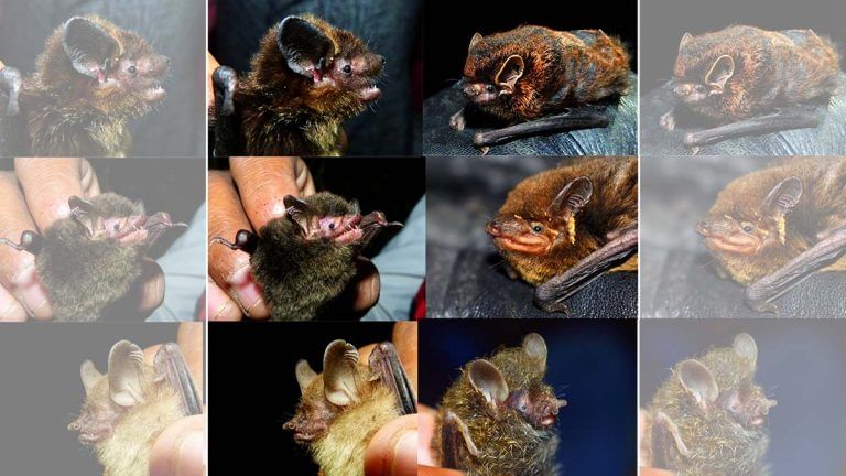 32 bat species identified in Uttarakhand, 9 of these recorded for first time in the world