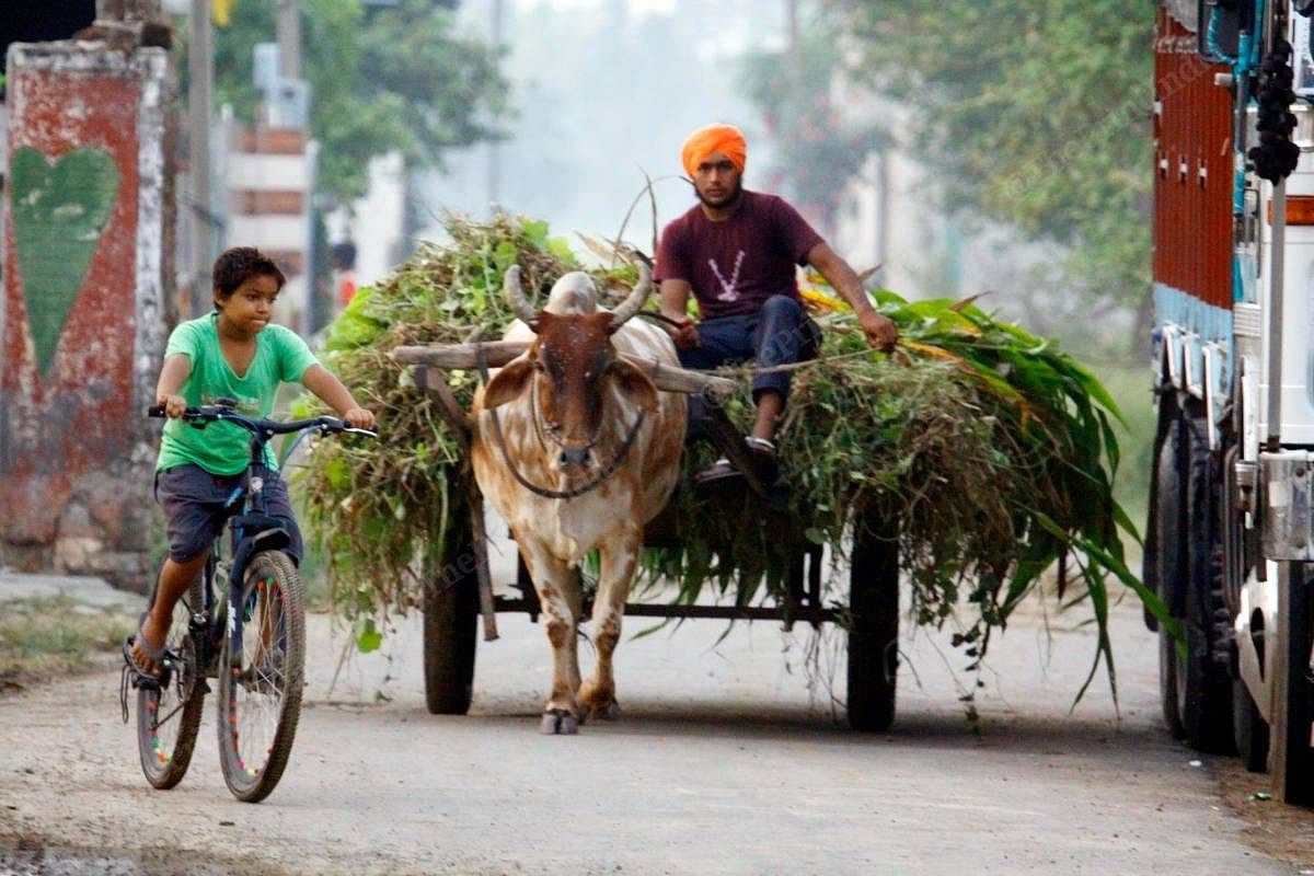 A man steers his bullock cart while a child rides his bicycle alongside, in Asron village, near Ropar in Punjab | Praveen Jain | ThePrint