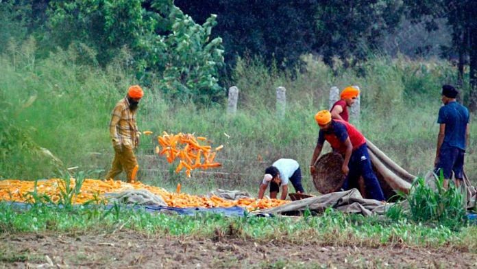 Farmers dry vegetables in field in rural Punjab | Praveen Jain | ThePrint