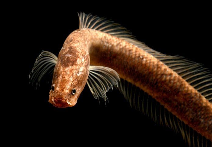 Gollum Snakehead fish | Source: Ralf Britz from Senckenberg Museum at Dresden, Germany.