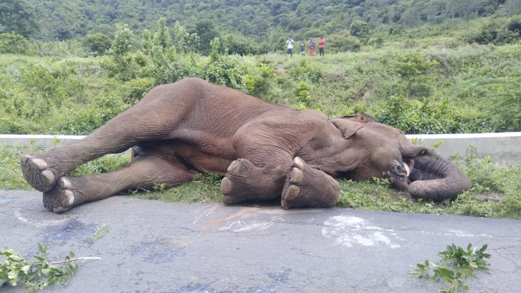 The elephant was found dead Wednesday near a wooden bridge at Sholayur along the Kerala-Tamil Nadu border | By special arrangement