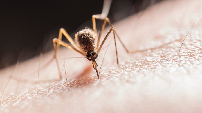 Mosquito | Representational image | Pexels