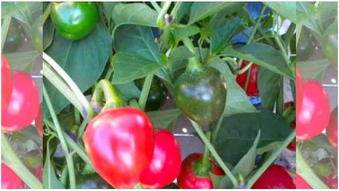 Sikkim's Dalle Khursani chilli pepper gets GI tag | Photo via Twitter