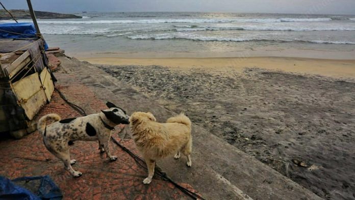 Kovalam beach stands empty, except for a few dogs frolicking about | Photo: Praveen Jain | ThePrint