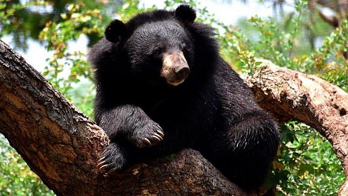 File photo | A Himalayan black bear | Wikimedia Commons