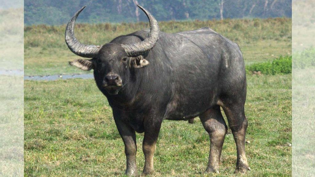 The wild buffalo is Chhattisgarh’s state animal | wikimedia commons
