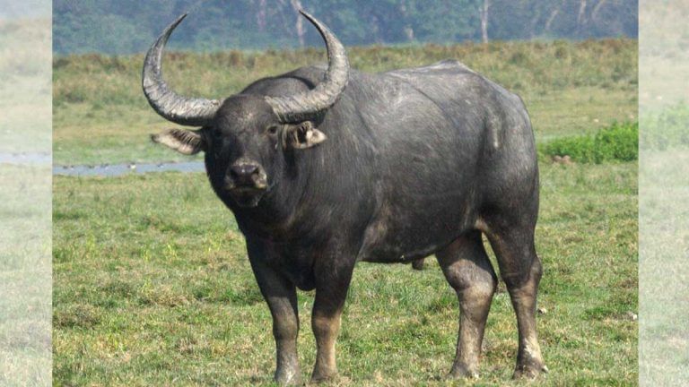Only 10 wild buffaloes left, Chhattisgarh looks at surrogacy to boost state animal’s numbers