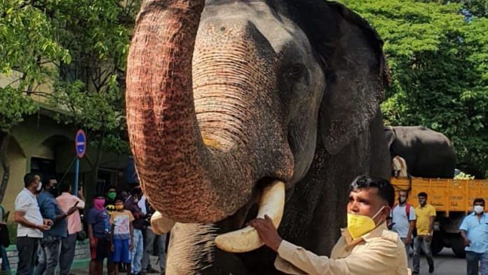 The elephant named Abhimanyu who will lead the Jumbo Savari this year | By special arrangement