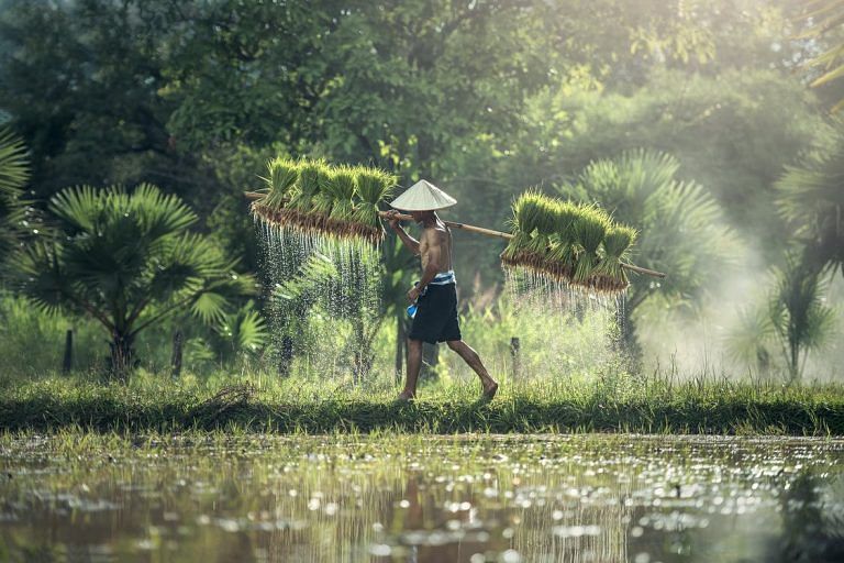 China’s digital farmers are making agriculture more profitable