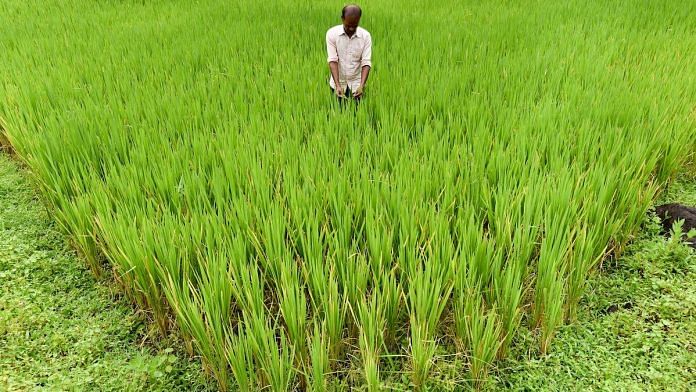 File photo | Rice production in Maharashtra | Neil Palmer/Flickr