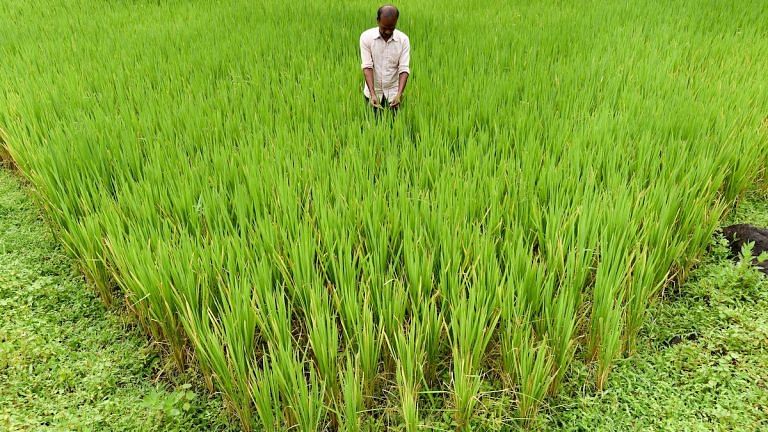 Forecast of another normal monsoon expected to boost planting of major crops