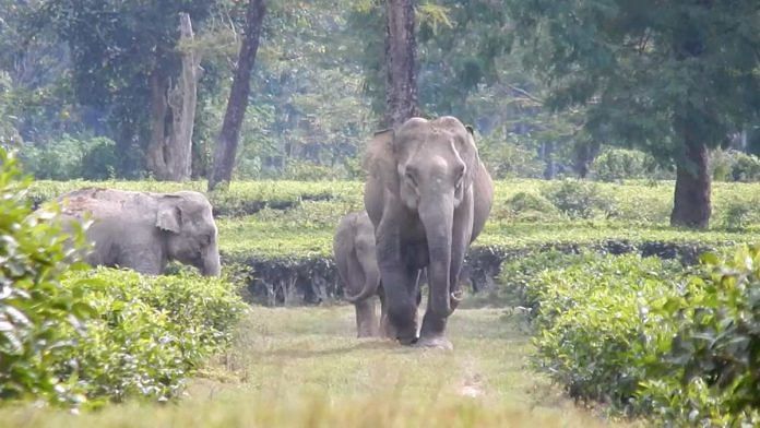 File image of elephants in Assam | By special arrangement
