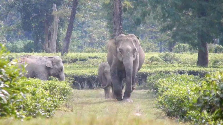 Assam village raided by police, state forest dept after fire-wielding mob attacks elephants