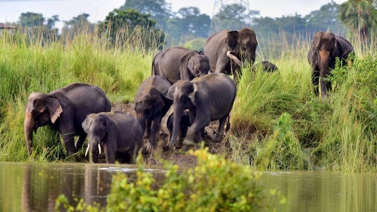 Army wants elephants relocated from Assam wildlife sanctuary, cites ‘damages of Rs 15 lakh’